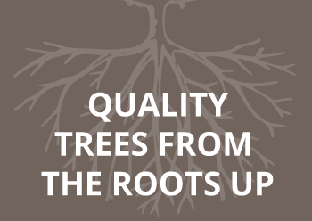 quality trees roots up