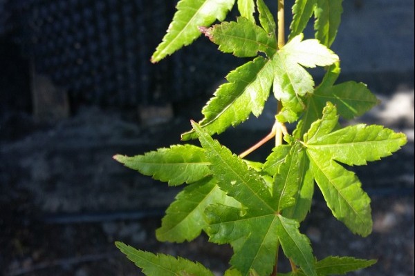 Acer palmatum