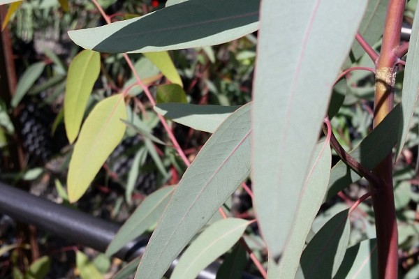 Eucalyptus Camaldulensis