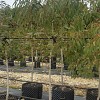 Eucalyptus leucoxylon megalocarpa
