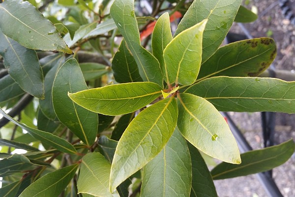 Laurus nobilis