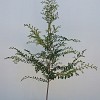 Ulmus parvifolia 'Murrays Form'